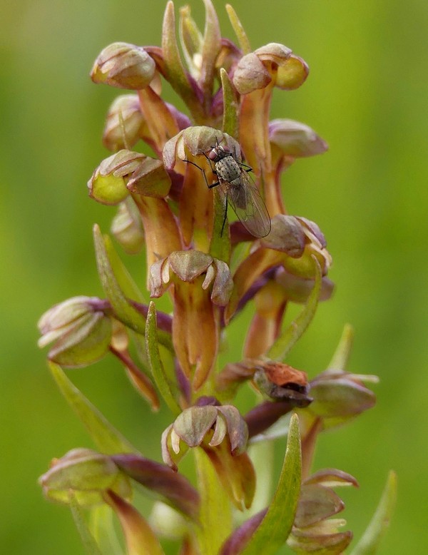 er Terminillo: la Nigritella widderi e altre orchidee sulla montagna di Roma.